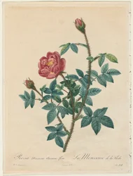 Mosroos