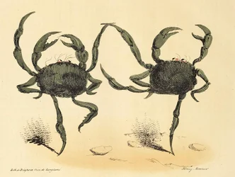 Danse Fantastique uit La Caricature, pub. 1831 lithografie