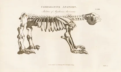 Skelet van Megatherium americanum