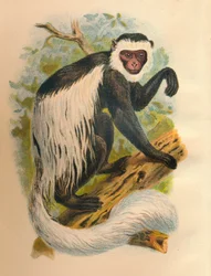 De witstaartguereza, 1897