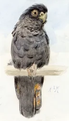 Een zwarte kaketoe, ca. 1890