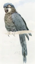 Hyacinthara, ca. 1890