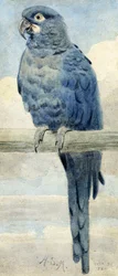 Hyacinthara, 1889