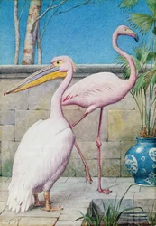 Pelikaan en flamingo