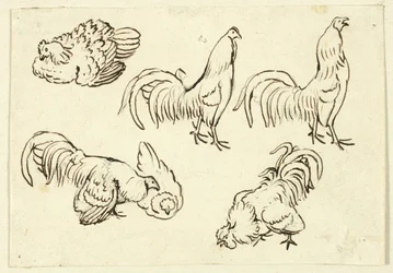 Schetsen van pluimvee