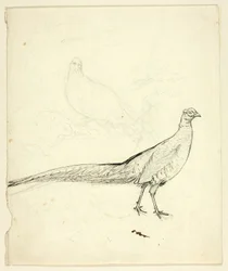 Twee schetsen van fazant (recto); schets van fazant en vrouwelijk naakt (verso)