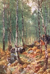 Een berkenbos in de lente, bij Loch Maree, Ross-Shire (kleurenlitho)