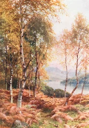 Berken bij Loch Achray, Perthshire (kleurenlitho)