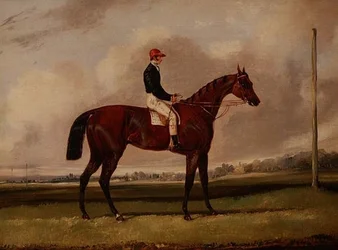Bruin renpaard met een jockey op een renbaan