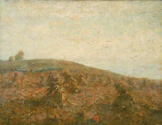 Het Korenveld