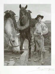 Paarden bij de drinkbak