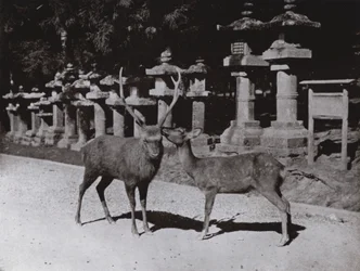 Herten, een Studie in Nara