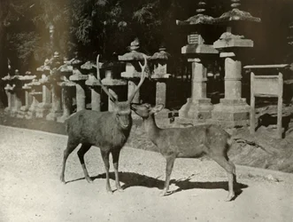 Mijn liefste! Een studie in Nara, 1910