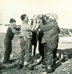 Pony neemt Whisky, 8 februari, 1911, 1913