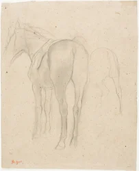 Studies van een paard