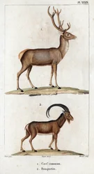 Gewone hert en steenbok. "Fauna des Medecins of geschiedenis van dieren en hun producten door Hippolyte Cloquet" - Deel 6 - 1825.