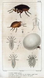 De Gewone Chic, de Louse. 