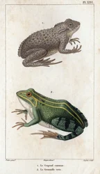 De gewone pad en de groene kikker. Fauna des Médecins ou histoire des animaux et de leurs producten door Hippolyte Cloquet - Volume 6 - 1825.