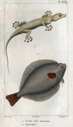 De huiskameleon en de limand. Plaat uit Fauna van de fysica of geschiedenis van dieren en hun producten door Hippolyte Cloquet