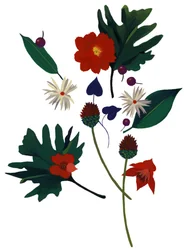 Een bloem die je aan Kerstmis doet denken