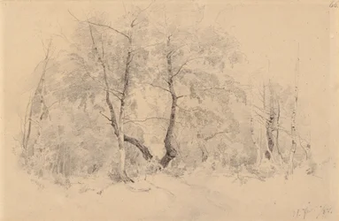 Berkenbosje