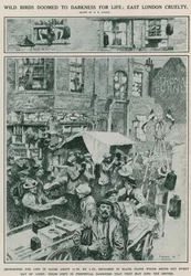 Wilde vogels levenslang gedoemd tot duisternis: Wreedheid in Oost-Londen (gravure)
