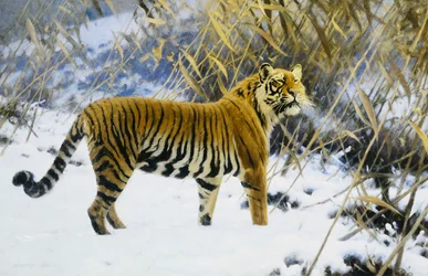 Tijger in een Winterlandschap