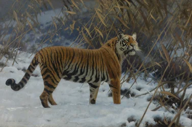 Een tijger in de sneeuw