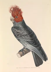 De Australische Callicéphale