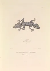 De Gymnodactyle Phyllure