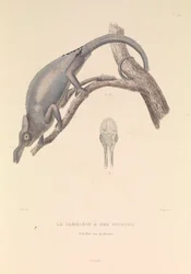 De vorkneus kameleon