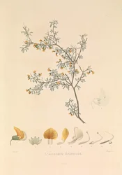 De Adesmie Épineuse