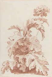 Bloeiende Papaver
