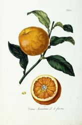 Sinaasappel, Citrus Aurantium, Vrucht