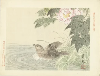 Badende vogel bij roze bloem