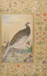 Een Himalaya Cheer Fazant, c.1620, rand c.1635