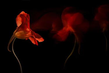 Levendige bloemenstroom