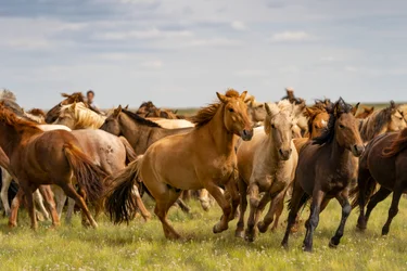 Een kudde paarden in de Zuid-Gobi woestijn, Mongolië