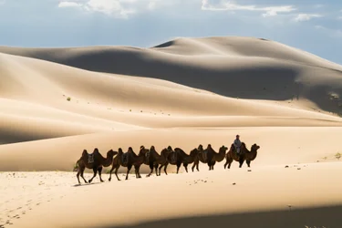 Karavaan van Bactrische kamelen in de Khongoryn Els in Nationaal Park Gobi Gurvansaikhan, 2016