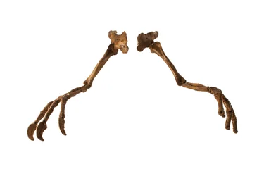 De Mongoolse dinosaurus Deinocheirus, met zijn gigantische armen en klauwen.