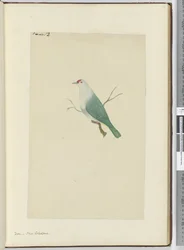 Duif, Nieuw-Caledonië, 1772-75