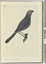 Grote wattle bird, koekoek. Nieuw-Zeeland, 1772-75