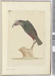 Papegaai, Nieuw-Zeeland, 1772-75