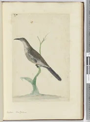 Koekoek. Nieuw-Zeeland, 1772-75