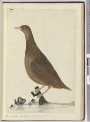 Rallus of boshoen. Nieuw-Zeeland. (Voedt zich bij kleine beekjes), 1772-75