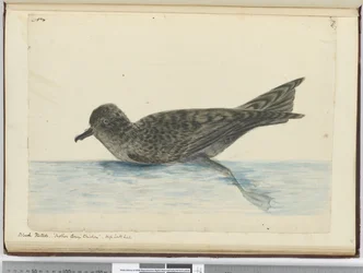 F.36 Zwarte pintado. Mother Careys kip. Hoge zuiderbreedte, 1772-75