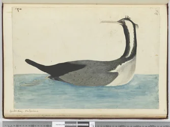 F.47 Kuifaalscholver. Nieuw-Zeeland, 1772-75