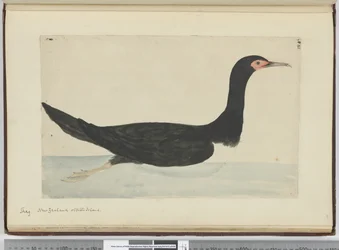 F.48 Aalscholver. Nieuw-Zeeland en Staten Island, 1772-75