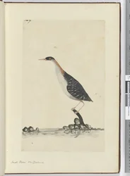 Kleine plevier, Nieuw-Zeeland, 1772-75