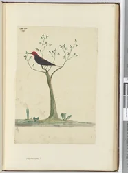 Nieuwe Hebriden?, 1772-75